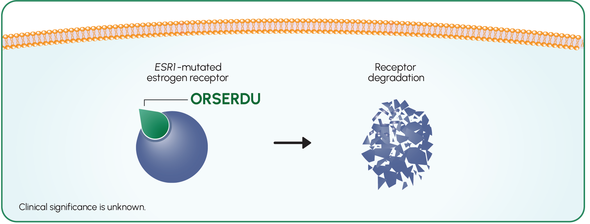 ORSERDU has strong binding affinity for ESR1-mutated receptors