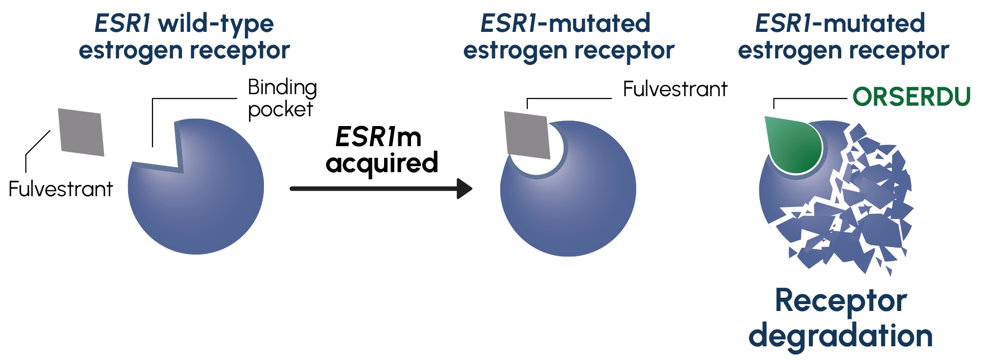 ORSERDU has strong binding affinity for ESR1-mutated receptors